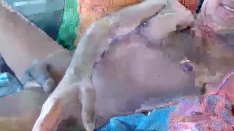 Daddy online show from 17, 11, 2025