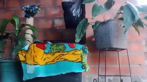 Snapshot of _tarek_ chatting on 24, 10, 2025 _tarek_ online show from 24, 10, 2025