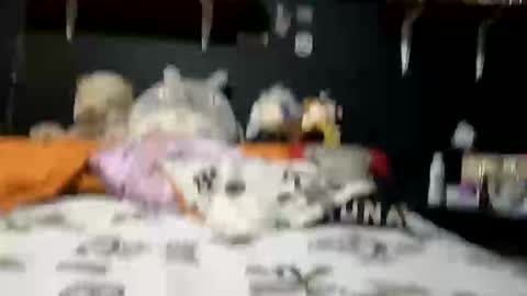 Snapshot of adam_and_abby_ chatting on 28, 2, 2025 adam and abby online show from 28, 2, 2025