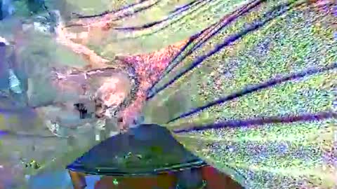 Snapshot of alexhot4her chatting on 27, 10, 2025 Alex online show from 27, 10, 2025