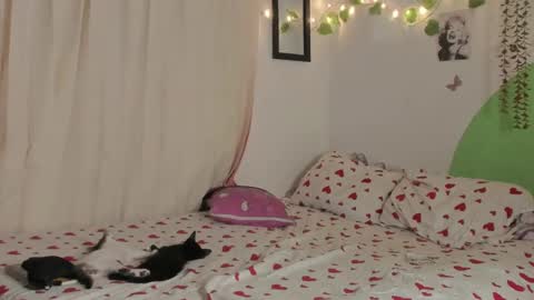 Snapshot of alikaa_nia chatting on 29, 12, 2024 online show from 29, 12, 2024