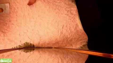 Amora Moore online show from 17, 1, 2026