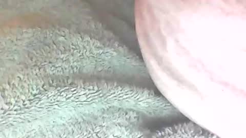 analhunter33 online show from 6, 2, 2025