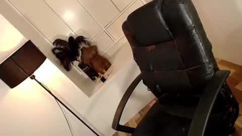 ARABELLA online show from 1, 4, 2026