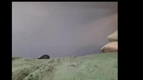 Snapshot of beobenshauna chatting on 21, 2, 2025 beobenshauna online show from 21, 2, 2025