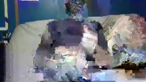 big9inchsnake online show from 9, 12, 2024