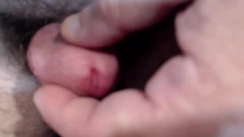 Snapshot of bobswan chatting on 29, 1, 2025 bobswan online show from 29, 1, 2025