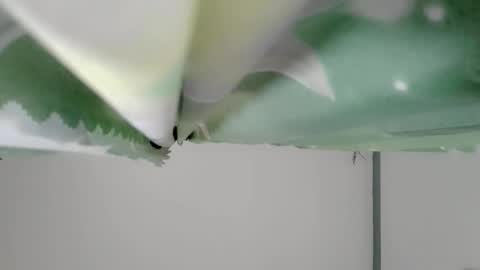 Snapshot of bongga_kaday chatting on 9, 9, 2025 bongga_kaday online show from 9, 9, 2025