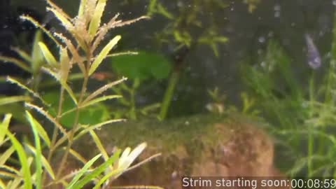 Booker Baxton online show from 19, 1, 2025