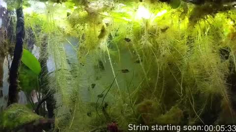 Booker Baxton online show from 4, 2, 2025