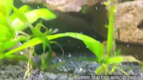 Booker Baxton online show from 1, 3, 2025