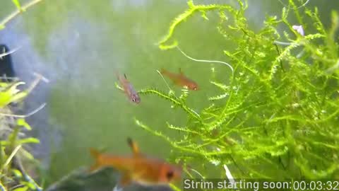 Booker Baxton online show from 2, 3, 2025