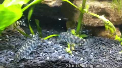 Booker Baxton online show from 6, 3, 2025