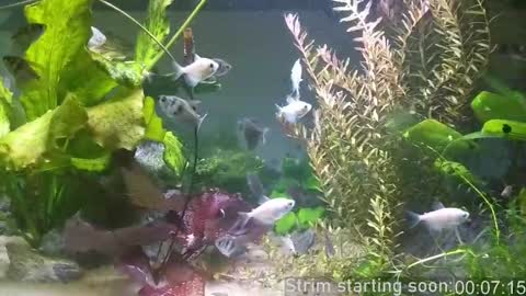 Booker Baxton online show from 11, 3, 2025