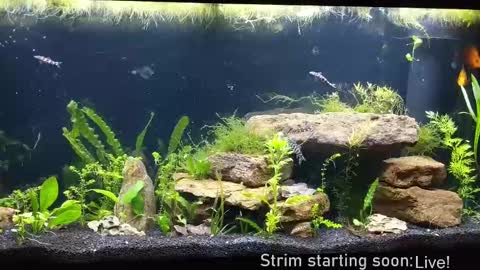 Booker Baxton online show from 19, 9, 2025