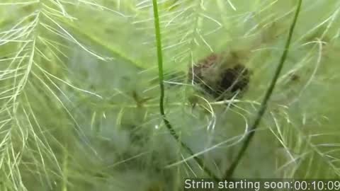 Booker Baxton online show from 17, 4, 2026