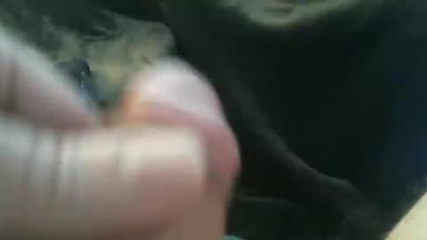 Snapshot of bullemoe chatting on 27, 10, 2025 bullemoe online show from 27, 10, 2025