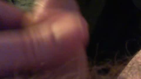 bullemoe online show from 15, 12, 2025