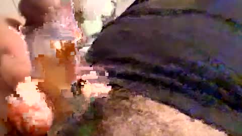 Cactus1041 online show from 30, 12, 2024