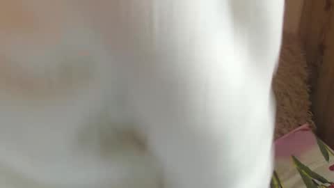 Snapshot of candylady13 chatting on 14, 12, 2024 say meow and send tips online show from 14, 12, 2024