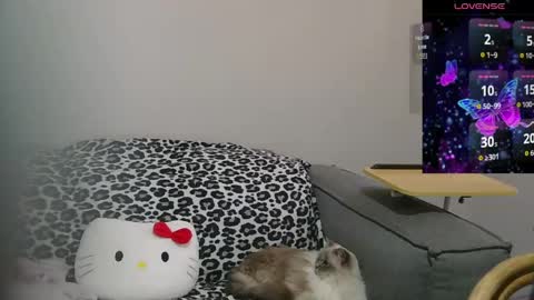 Sir  Kitten  online show from 10, 5, 2026