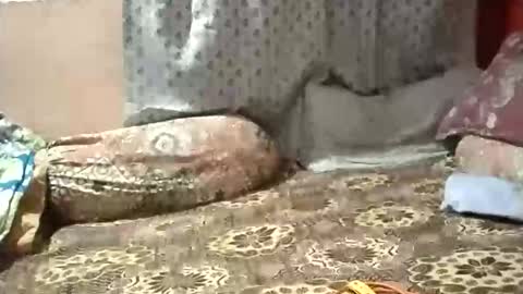 Stormydick online show from 12, 1, 2026