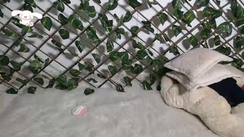 charly_evans60 online show from 21, 2, 2025