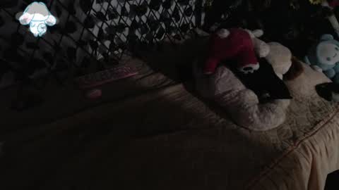 charly_evans60 online show from 12, 3, 2025