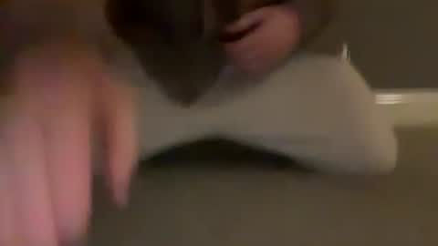 Cumfar online show from 31, 3, 2026