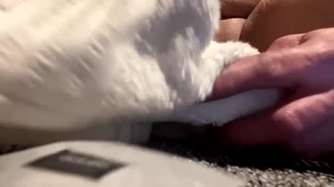 Snapshot of cumsinmealot chatting on 25, 1, 2025 Aprilia online show from 25, 1, 2025