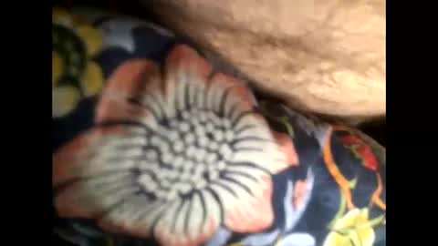 Snapshot of cutcockguy1975 chatting on 20, 1, 2025 Steve online show from 20, 1, 2025