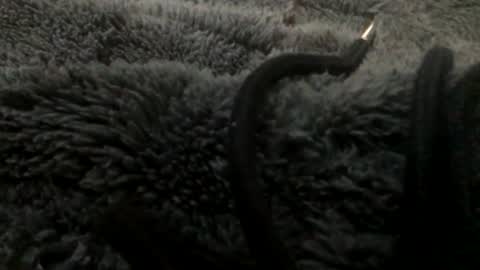 Snapshot of cutcockguy1975 chatting on 23, 1, 2025 Steve online show from 23, 1, 2025