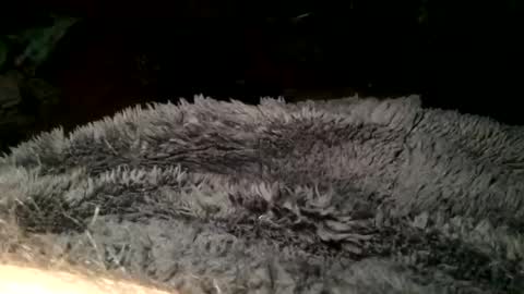 Snapshot of cutcockguy1975 chatting on 11, 3, 2025 Steve online show from 11, 3, 2025