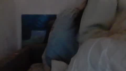 Snapshot of cutekattie chatting on 18, 12, 2024 cutekattie online show from 18, 12, 2024