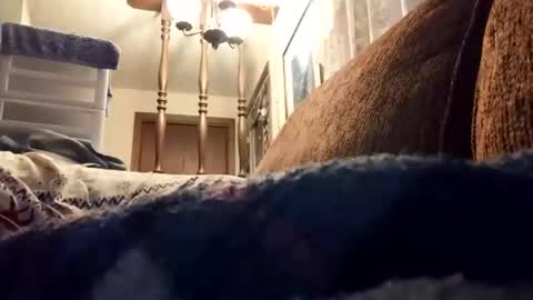 dannowisc online show from 17, 4, 2026