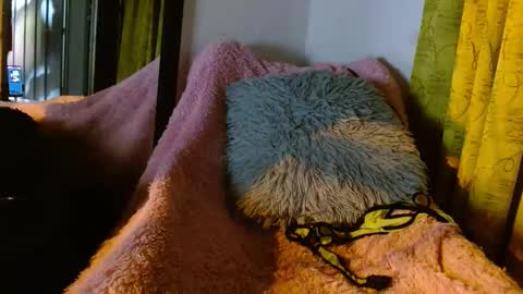 dember_osohot online show from 9, 3, 2025