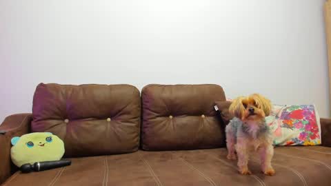 Snapshot of devinesex chatting on 20, 2, 2025 Misha online show from 20, 2, 2025