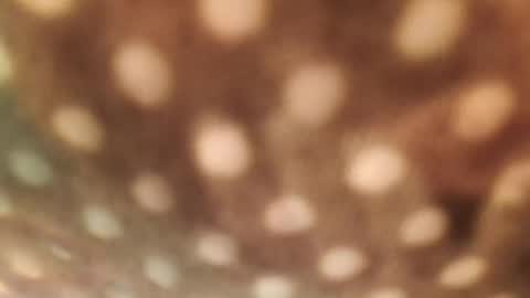 Snapshot of doggydaddi chatting on 29, 1, 2025 Alex online show from 29, 1, 2025