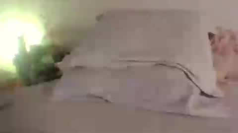 doll_dollys_ online show from 30, 6, 2026