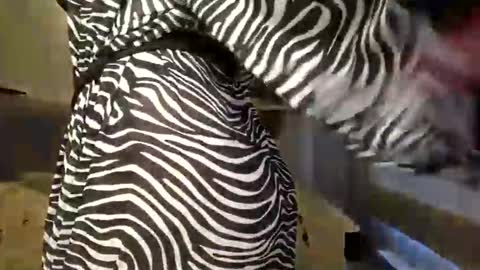 DOM MUMMY online show from 9, 3, 2025