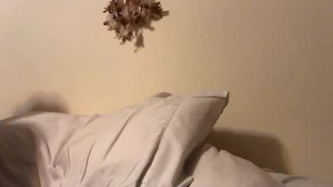 ducebabydee online show from 5, 2, 2026