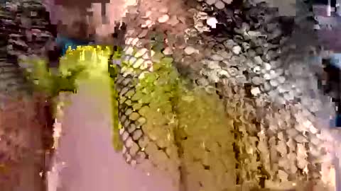 dwadek081704 online show from 19, 9, 2025