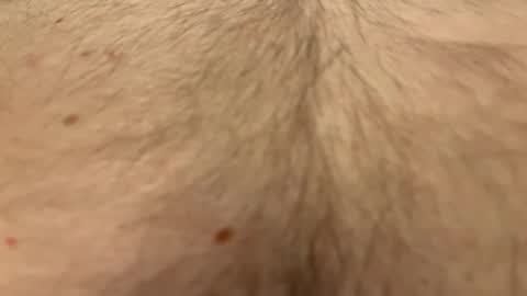 French Guy online show from 1, 4, 2026