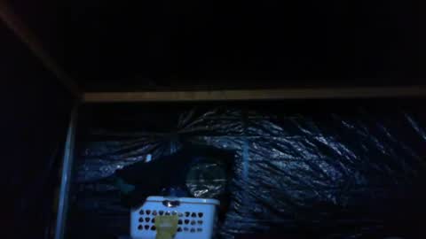 ebear1 online show from 27, 2, 2025