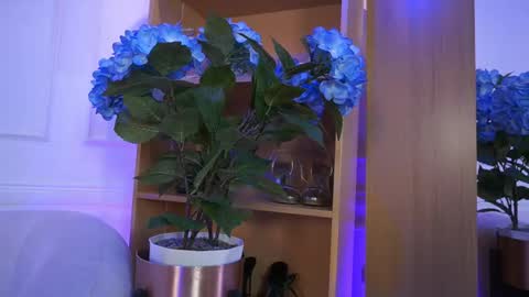 Elasummeer online show from 4, 2, 2026