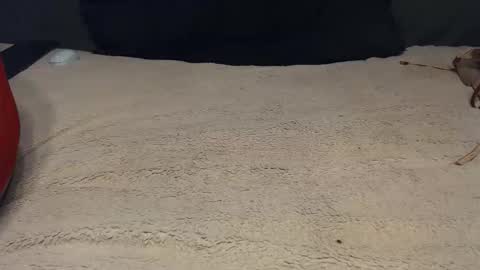 elgsslt online show from 28, 2, 2026