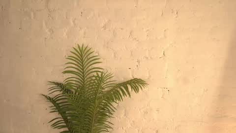 elliefrost online show from 11, 3, 2025