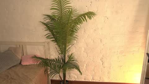 elliefrost online show from 11, 3, 2025