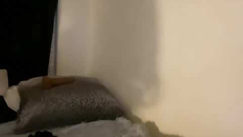 this is justice tricia a bigelow. she was fucking my husband tom girardi online show from 3, 2, 2026