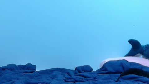 Snapshot of feralasf chatting on 28, 2, 2025 FE fee online show from 28, 2, 2025